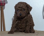 Small Photo #19 Poodle (Miniature) Puppy For Sale in GOSHEN, IN, USA