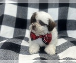 Small #7 ShihPoo