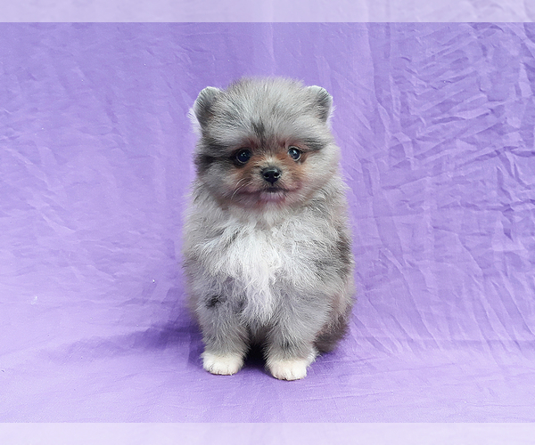 Full screen Photo #8 Pomeranian Puppy For Sale in WEST PALM BEACH, FL, USA