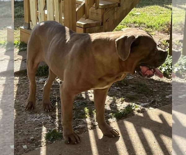 Medium Photo #1 Cane Corso Puppy For Sale in WILMORE, KY, USA