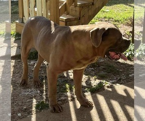 Father of the Cane Corso puppies born on 06/25/2025