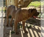 Small Photo #1 Cane Corso Puppy For Sale in WILMORE, KY, USA