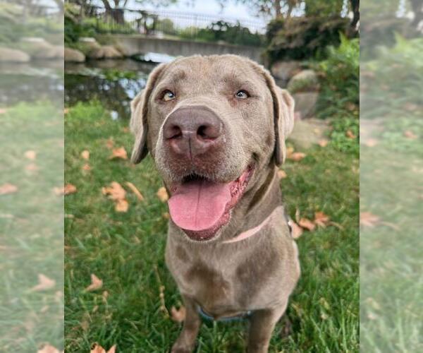Medium Photo #1 Labrador Retriever Puppy For Sale in Santa Barbara, CA, USA