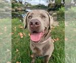 Small Labrador Retriever