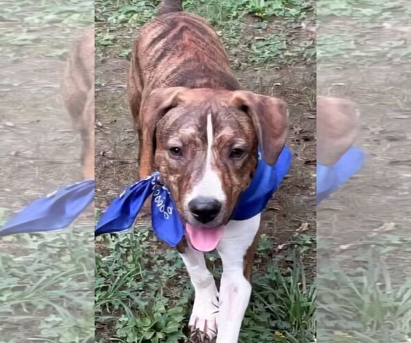 Medium Photo #2 Mountain Cur-Unknown Mix Puppy For Sale in Alexander, AR, USA