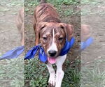 Small #1 Mountain Cur Mix