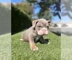 Small #17 English Bulldog