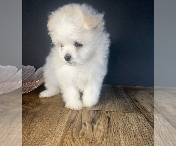 Medium Photo #1 Pomeranian-Poodle (Toy) Mix Puppy For Sale in PORTAGE, MI, USA