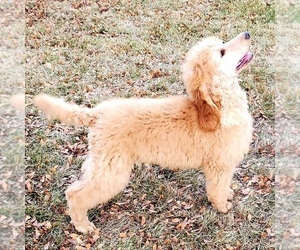Poodle (Standard) Puppy for sale in NAMPA, ID, USA