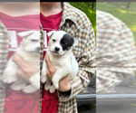 Small #2 Borador
