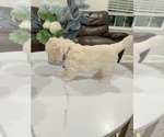 Small #4 Maltipoo