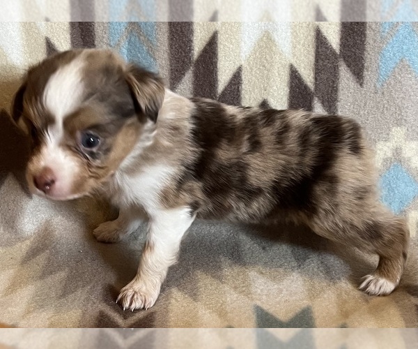 Medium Photo #6 Miniature Australian Shepherd Puppy For Sale in FORT MORGAN, CO, USA