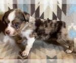 Small #5 Miniature Australian Shepherd