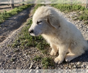 Great Pyrenees Puppy for sale in LEITCHFIELD, KY, USA