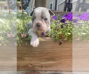 Faux Frenchbo Bulldog Puppy for sale in FREDONIA, KS, USA