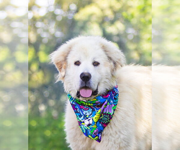 Medium Photo #1 Great Pyrenees Puppy For Sale in Unionville, PA, USA