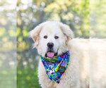 Small Great Pyrenees