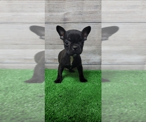 Medium French Bulldog