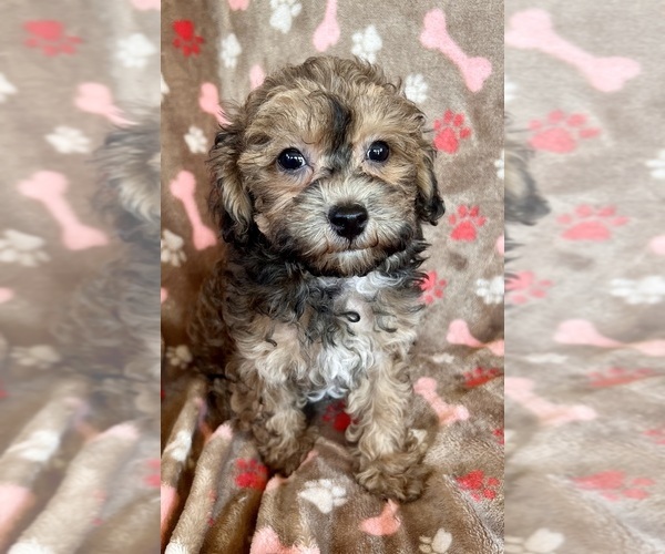 Medium Photo #1 Poodle (Toy) Puppy For Sale in Lexington, NC, USA