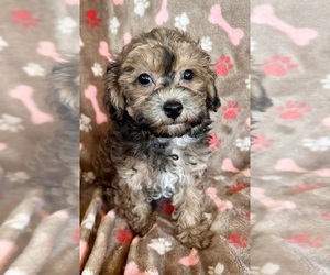 Poodle (Toy) Puppy for sale in Lexington, NC, USA