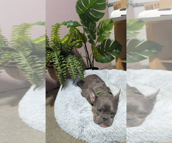 Medium Photo #6 Free-Lance Bulldog Puppy For Sale in Brights Grove, Ontario, Canada