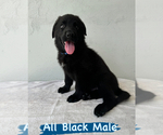 Small Photo #11 German Shepherd Dog Puppy For Sale in MIAMI, FL, USA