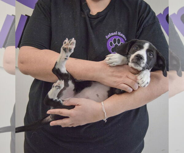 Medium Photo #5 Beagle-Pointer Mix Puppy For Sale in Huntley, IL, USA