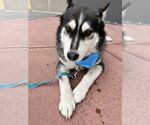 Small #3 Siberian Husky
