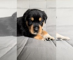 Small Photo #1 Rottweiler Puppy For Sale in NORTON, OH, USA