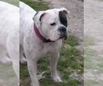 Small Photo #1 American Bulldog Puppy For Sale in FORT MADISON, IA, USA