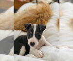 Small Photo #2 American Staffordshire Terrier-Unknown Mix Puppy For Sale in Holly Springs, NC, USA