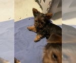 Small Photo #5 Yorkshire Terrier Puppy For Sale in NASHVILLE, IN, USA