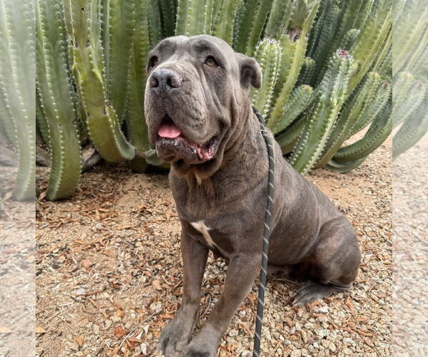 Medium Photo #2 Mutt Puppy For Sale in Goodyear, AZ, USA