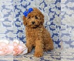 Small Photo #1 Cockapoo-Poodle (Miniature) Mix Puppy For Sale in BIRD IN HAND, PA, USA