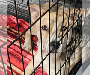 Mutt Dogs for adoption in Salt Lake City, UT, USA