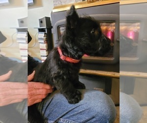 Medium Scottish Terrier