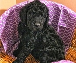 Small Photo #4 Poodle (Standard) Puppy For Sale in ABBEVILLE, LA, USA