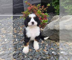 Miniature Bernedoodle Puppy for sale in FRANKLIN, IN, USA