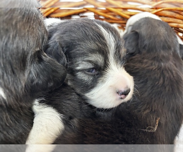 Medium Photo #6 Pembroke Welsh Corgi Puppy For Sale in COBLESKILL, NY, USA