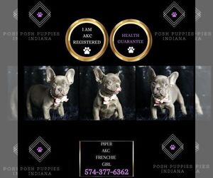 French Bulldog Puppy for sale in WARSAW, IN, USA