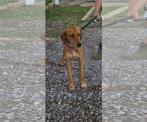 Mutt Dogs for adoption in Rustburg, VA, USA