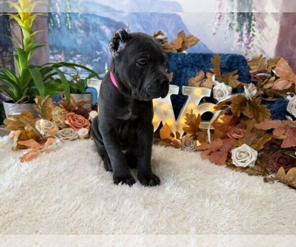 Medium Photo #4 Cane Corso Puppy For Sale in OOLOGAH, OK, USA