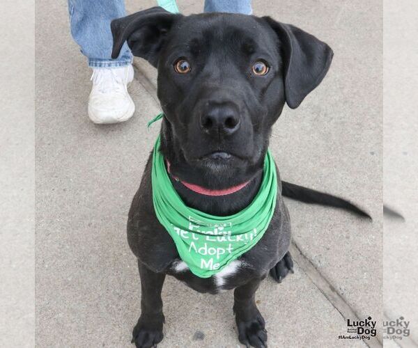 Medium Photo #2 Labrador Retriever-Unknown Mix Puppy For Sale in Washington, DC, USA
