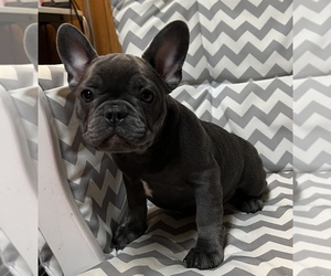 French Bulldog Puppy for Sale in BLOOMINGTON, Illinois USA