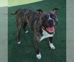 Small #2 American Pit Bull Terrier-Labrador Retriever Mix