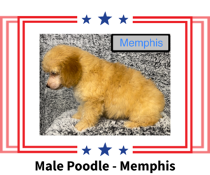 Poodle (Miniature) Puppy for sale in AZLE, TX, USA