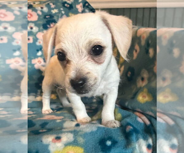 Medium Photo #7 Chihuahua-Unknown Mix Puppy For Sale in Pacolet, SC, USA
