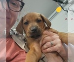 Puppy Orange Puppy Rhodesian Ridgeback