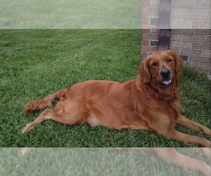 Mother of the Golden Labrador puppies born on 06/29/2023