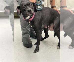 Labrador Retriever-Unknown Mix Dogs for adoption in Waco, TX, USA